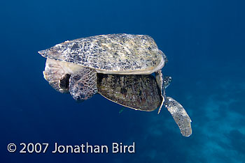 Green Sea turtle [Chelonia mydas]