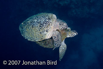 Green Sea turtle [Chelonia mydas]