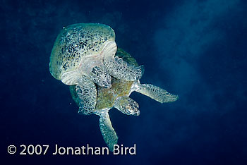 Green Sea turtle [Chelonia mydas]