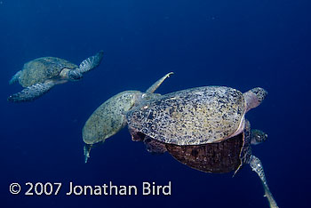 Green Sea turtle [Chelonia mydas]