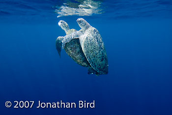 Green Sea turtle [Chelonia mydas]