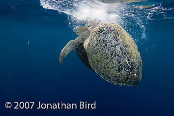 Green Sea turtle [Chelonia mydas]