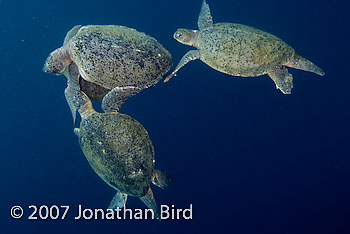 Green Sea turtle [Chelonia mydas]