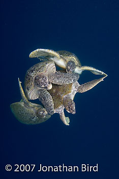 Green Sea turtle [Chelonia mydas]