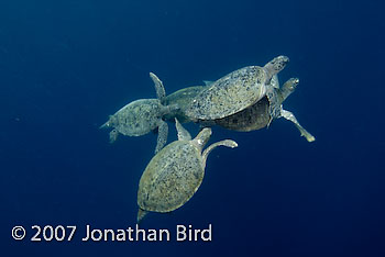 Green Sea turtle [Chelonia mydas]