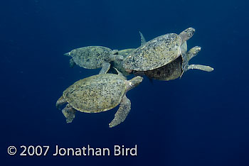 Green Sea turtle [Chelonia mydas]