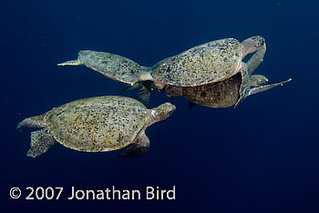 Green Sea turtle [Chelonia mydas]