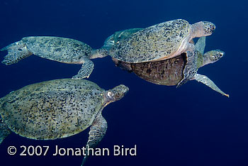 Green Sea turtle [Chelonia mydas]