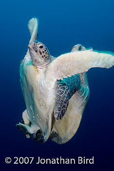 Green Sea turtle [Chelonia mydas]