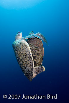 Green Sea turtle [Chelonia mydas]