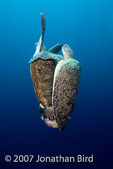 Green Sea turtle [Chelonia mydas]