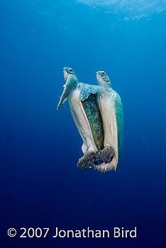 Green Sea turtle [Chelonia mydas]