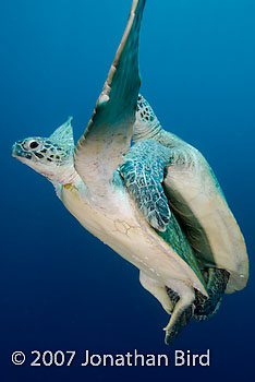 Green Sea turtle [Chelonia mydas]