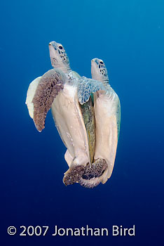 Green Sea turtle [Chelonia mydas]