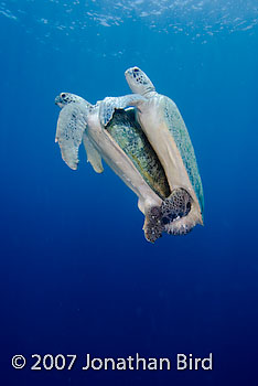 Green Sea turtle [Chelonia mydas]