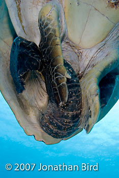 Green Sea turtle [Chelonia mydas]