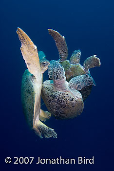 Green Sea turtle [Chelonia mydas]