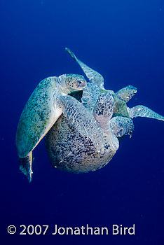 Green Sea turtle [Chelonia mydas]