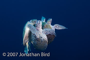 Green Sea turtle [Chelonia mydas]