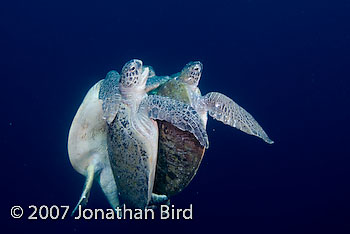 Green Sea turtle [Chelonia mydas]