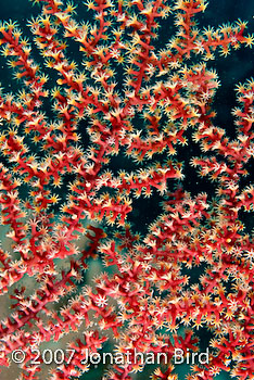 polyps Gorgonian [--]