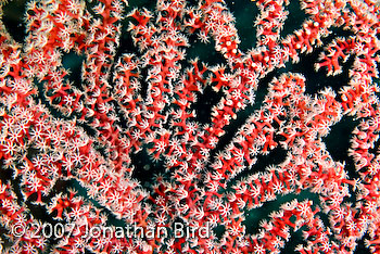 polyps Gorgonian [--]