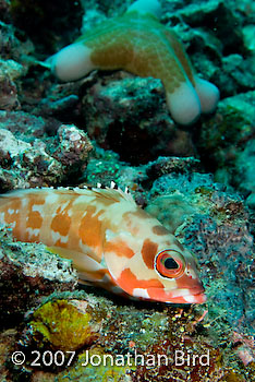 Blacktip Grouper [Epinephelus fasciatus]