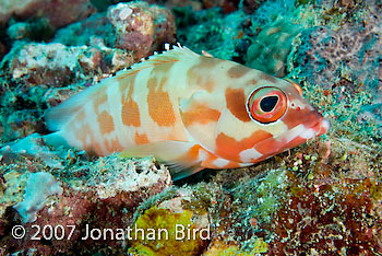 Blacktip Grouper [Epinephelus fasciatus]