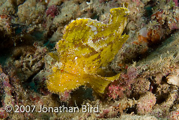 Leaf Scorpionfish [Taenianotus triacanthus]