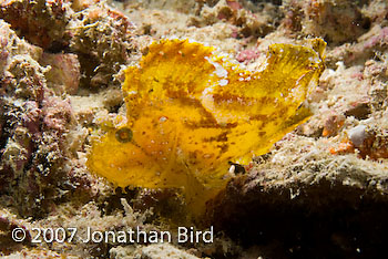 Leaf Scorpionfish [Taenianotus triacanthus]