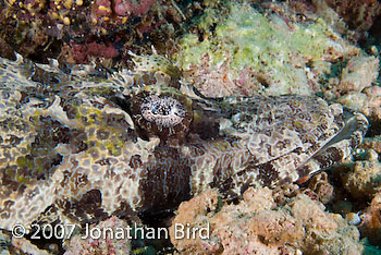 Crocodile Flathead [Cymbacephalus beauforti]