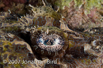 Crocodile Flathead [Cymbacephalus beauforti]