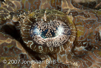 Crocodile Flathead [Cymbacephalus beauforti]