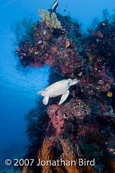 Green Sea turtle [Chelonia mydas]