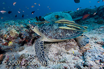 Green Sea turtle [Chelonia mydas]