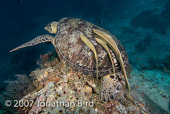 Green Sea turtle [Chelonia mydas]