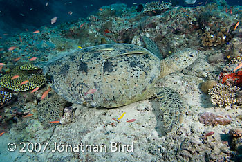 Green Sea turtle [Chelonia mydas]