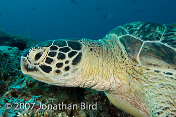 Green Sea turtle [Chelonia mydas]