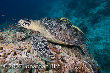 Green Sea turtle [Chelonia mydas]