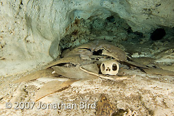 Green Sea turtle [Chelonia mydas]