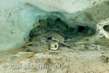 Green Sea turtle [Chelonia mydas]