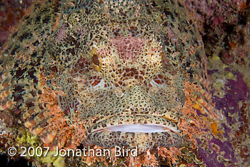 Tasseled Scorpionfish [Scorpaenopsis oxycephalia]