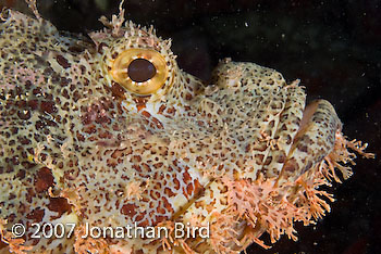 Tasseled Scorpionfish [Scorpaenopsis oxycephalia]