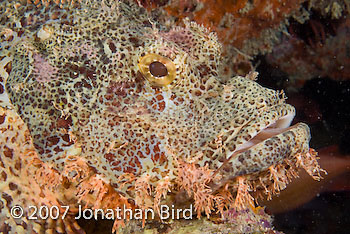 Tasseled Scorpionfish [Scorpaenopsis oxycephalia]