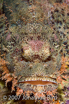 Tasseled Scorpionfish [Scorpaenopsis oxycephalia]