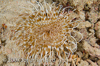 Burrowing Anemone [--]