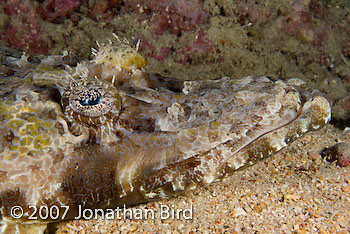 Crocodile Flathead [Cymbacephalus beauforti]