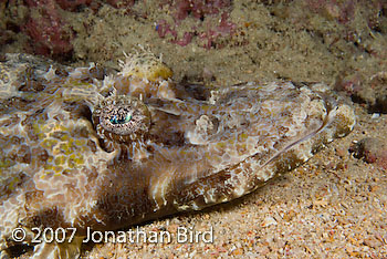 Crocodile Flathead [Cymbacephalus beauforti]