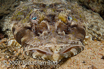 Crocodile Flathead [Cymbacephalus beauforti]