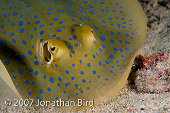 Blue-spotted Ribbontail Ray [Taeniura lymma]